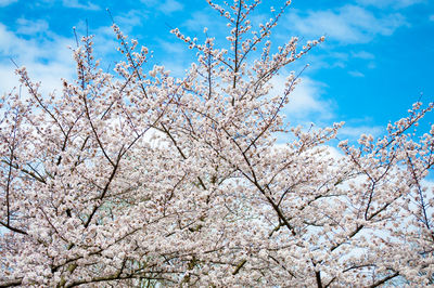 Low angle view of blooming tree against sky