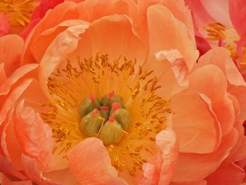 Full frame shot of flowers