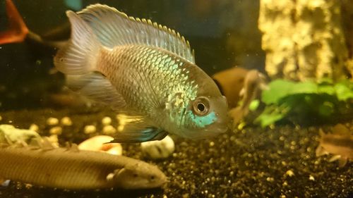 Close-up of fish swimming in aquarium