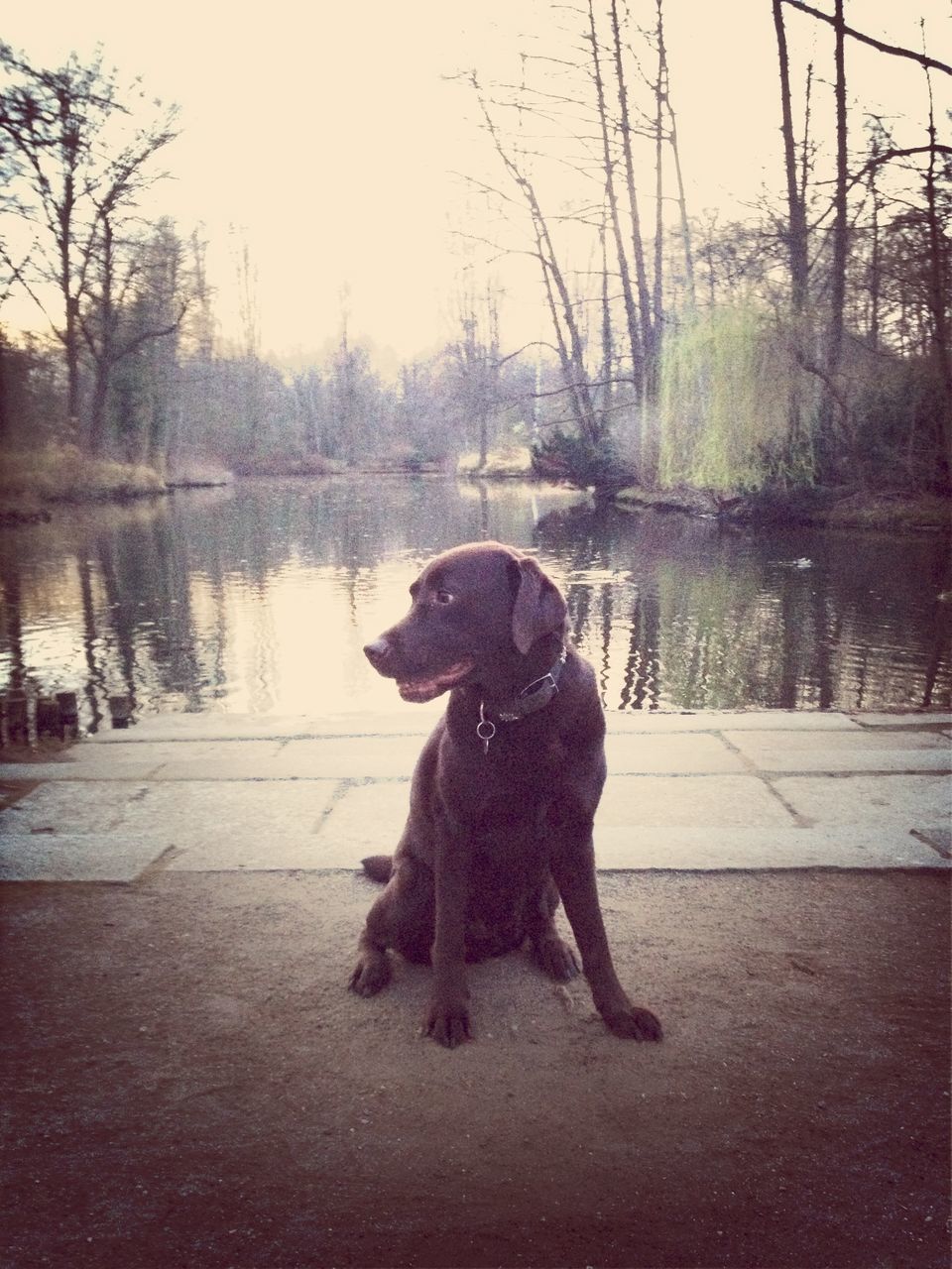 dog, pets, one animal, animal themes, domestic animals, mammal, water, tree, lake, full length, sitting, reflection, canine, nature, standing, outdoors, sky, black color, river, bare tree