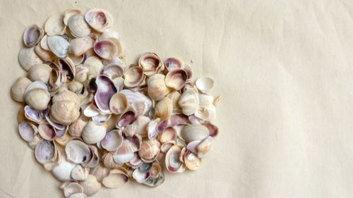 High angle view of shells on table