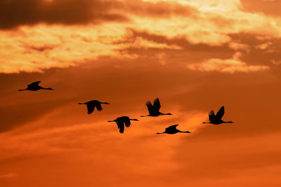 Silhouette birds flying against orange sky