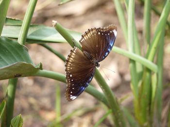 Close-up of butterfly on plant