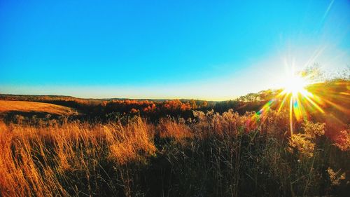 Scenic view of field against clear sky at sunset