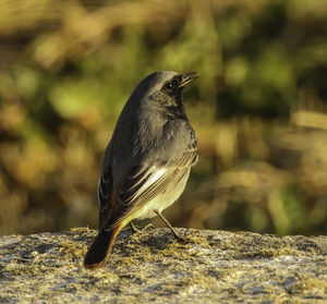 Close-up of bird perching outdoors