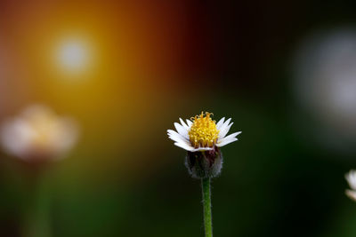 Close-up of honey bee on flower