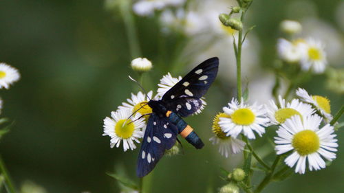 Butterfly on white flower