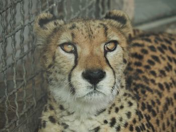 Close-up portrait of lion