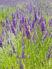 Close-up of lavender field in bloom