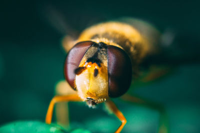 Extreme close-up of insect