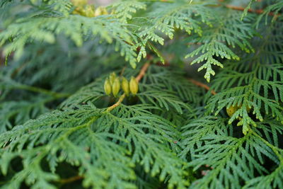 Close-up of cedar tree's leaves