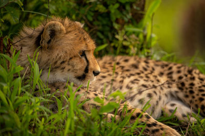 Close-up of cheetah cub lying in bushes