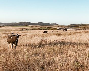 Cow in a field