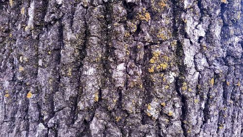 Close-up of lichen on tree trunk