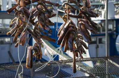Close-up of fish drying on rope at harbor