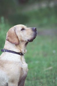 Close-up of dog against trees