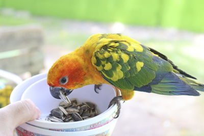 Sun conure parrot is eating seeds in a white bowl on a blurred background 