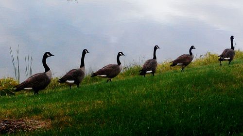 Ducks in a lake