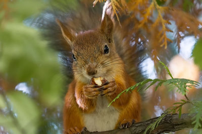 Close-up of squirrel