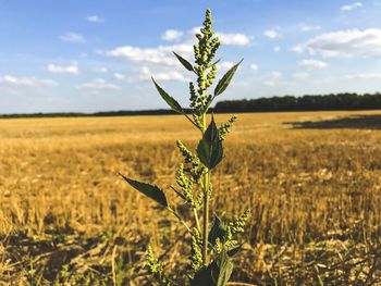 Plant growing on field against sky