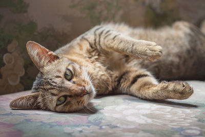 Close-up portrait of cat resting on sofa