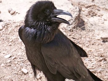 Close-up of raven on field