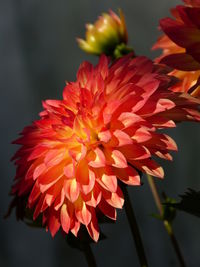 Close-up of red dahlia