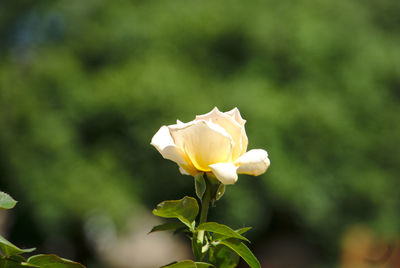 Close-up of rose plant