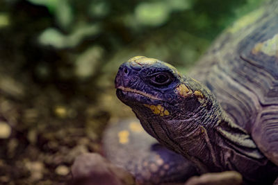 Close-up of turtle on field