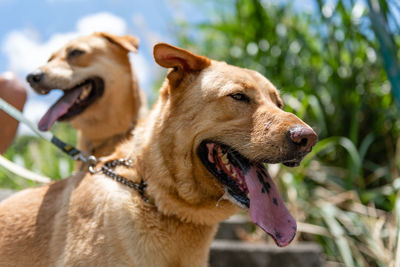 Close-up of a dog