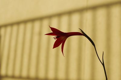 Close-up of flower against the wall