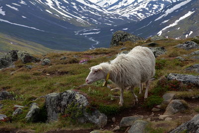Sheep standing on mountain against sky