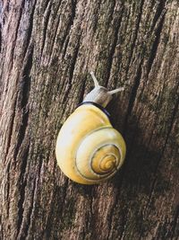 Close-up of snail on tree trunk