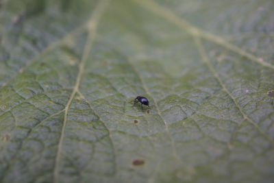 Close-up of insect on leaf