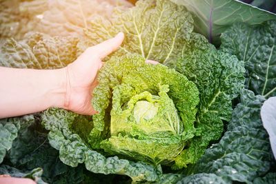 Cropped hand of woman holding cabbage