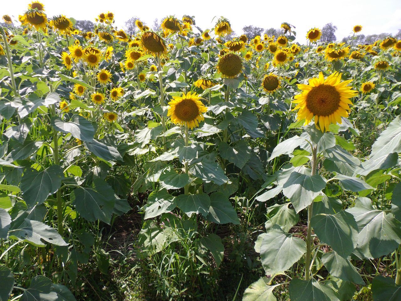 CLOSE-UP OF SUNFLOWER IN FIELD