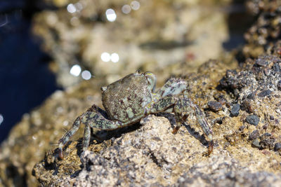 Close-up of a salt water crab found at rhodes island, greece