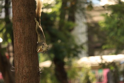 Squirrel on tree trunk