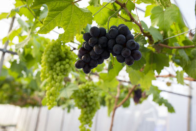Low angle view of grapes growing in vineyard