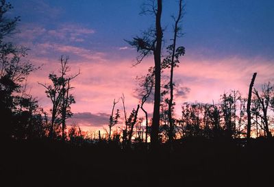 Silhouette trees in forest against sky at sunset