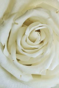 Close-up of white rose