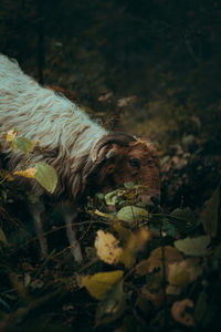 Close-up of an animal