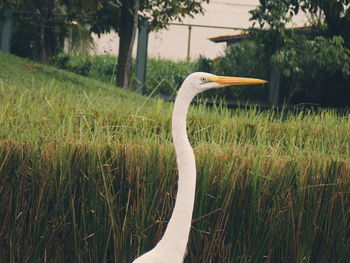 Side view of a bird on grass