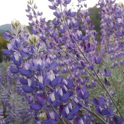 Close-up of purple flowers blooming