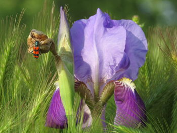 Close-up of honey bee pollinating on purple flower