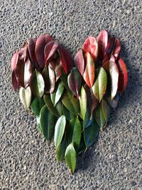 Directly above shot of heart shaped leaves arranged on road