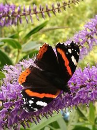 Close-up of butterfly pollinating on purple flower