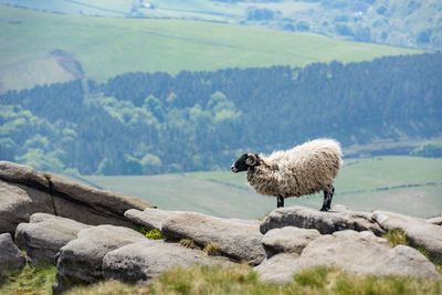 A hairy male sheep on the horizon, kinder scout north face, peak district