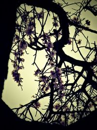 Low angle view of silhouette tree against sky