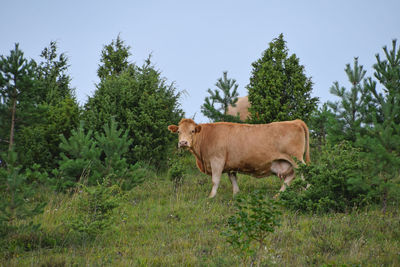 Horse standing by trees against sky